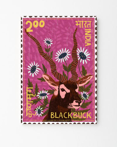 Blackbuck