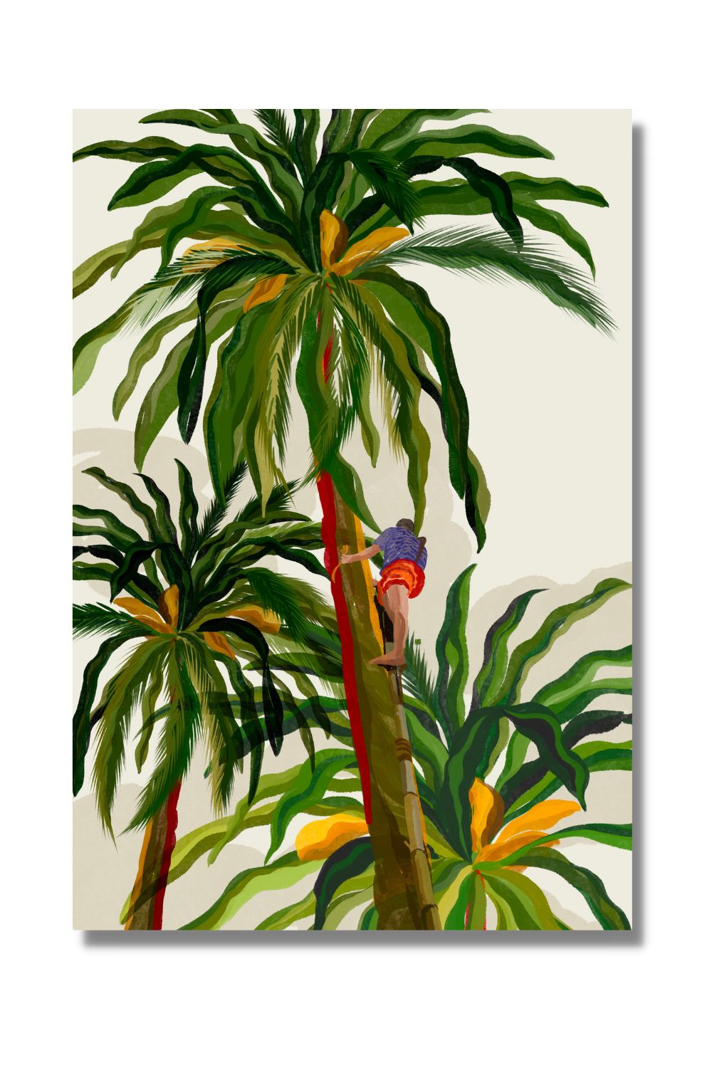 Cocos nucifera