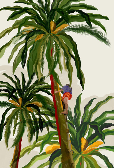 Cocos nucifera